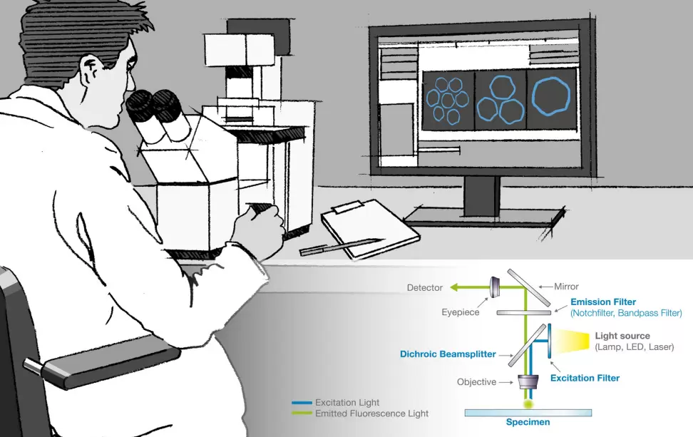 Figure 2: Simplified beam path in fluorescence microscopy