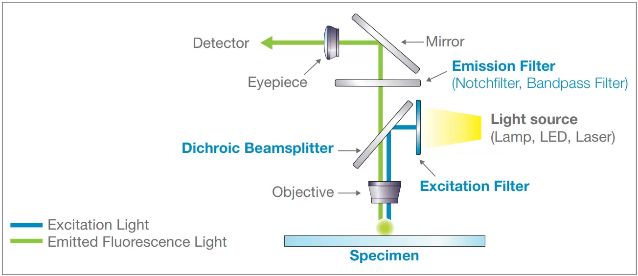 Excitation Light & Emitted Fluorescence Light