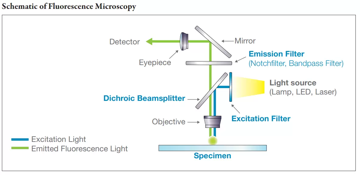 Schematic of Fluorescence Microscopy