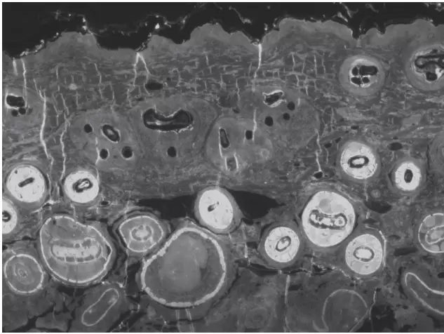 Enhancement of the fluorescence on BrightSlide™, Image of 150nm thick section of biological material using rightSlide™