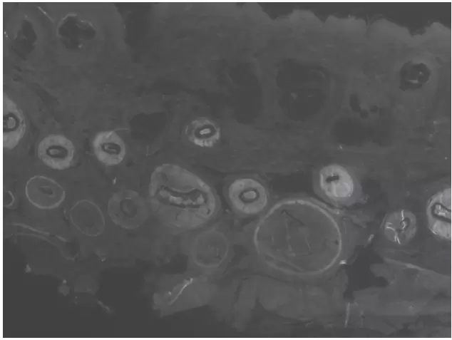 Fluorescence signal on standard glass slide, Image of 150nm thick section of biological material using standard glass slide